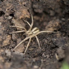 Argoctenus sp. (genus) at Higgins, ACT - 12 Sep 2021