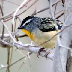 Pardalotus punctatus (Spotted Pardalote) at Majura, ACT - 16 Sep 2021 by jb2602