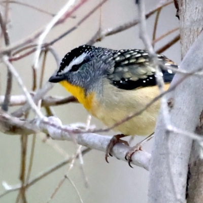 Pardalotus punctatus (Spotted Pardalote) at Majura, ACT - 16 Sep 2021 by jb2602