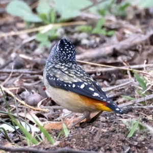 Pardalotus punctatus at Majura, ACT - 16 Sep 2021