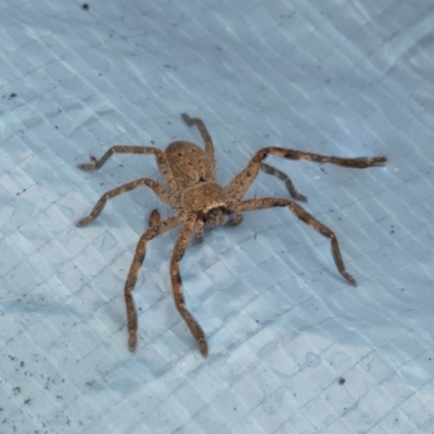 Isopeda (genus) (Huntsman Spider) at Higgins, ACT - 12 Sep 2021 by AlisonMilton