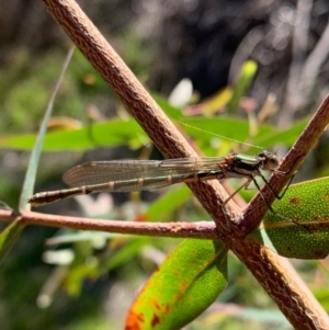 Austrolestes annulosus at Murrumbateman, NSW - 17 Sep 2021