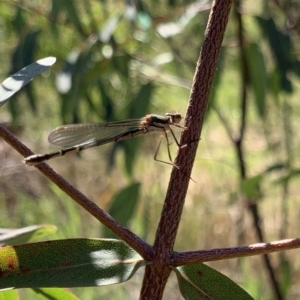 Austrolestes annulosus at Murrumbateman, NSW - 17 Sep 2021 01:25 PM