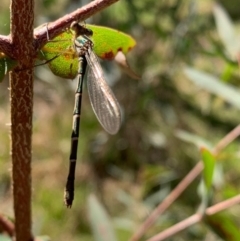 Austrolestes annulosus at Murrumbateman, NSW - 17 Sep 2021