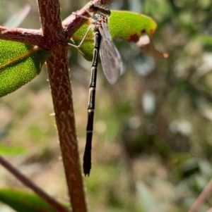 Austrolestes annulosus at Murrumbateman, NSW - 17 Sep 2021