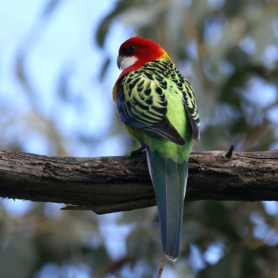 Platycercus eximius (Eastern Rosella) at Mount Ainslie - 16 Sep 2021 by jb2602
