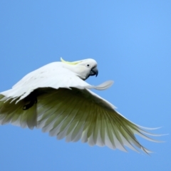 Cacatua galerita (Sulphur-crested Cockatoo) at Majura, ACT - 16 Sep 2021 by jbromilow50