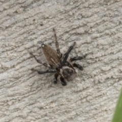 Maratus griseus (Jumping spider) at Higgins, ACT - 12 Sep 2021 by AlisonMilton