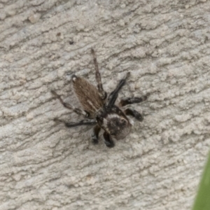 Maratus griseus at Higgins, ACT - 12 Sep 2021