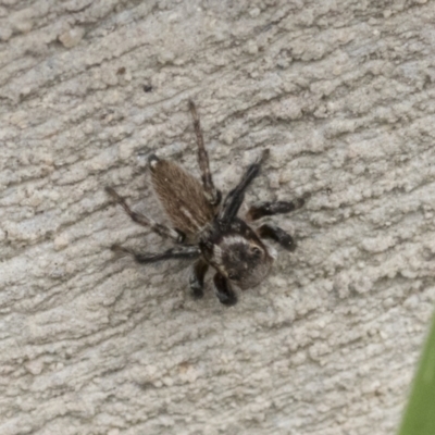 Maratus griseus (Jumping spider) at Higgins, ACT - 12 Sep 2021 by AlisonMilton
