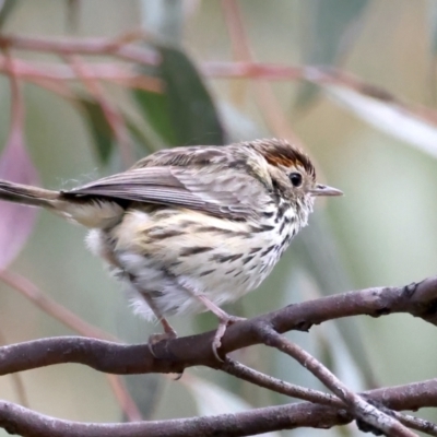 Pyrrholaemus sagittatus (Speckled Warbler) at Majura, ACT - 16 Sep 2021 by jb2602