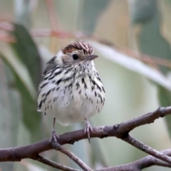 Pyrrholaemus sagittatus at Majura, ACT - 16 Sep 2021