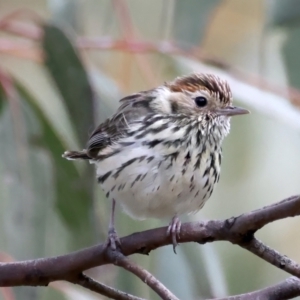 Pyrrholaemus sagittatus at Majura, ACT - 16 Sep 2021