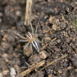 Oxyopes sp. (genus) at Higgins, ACT - 12 Sep 2021 02:32 PM