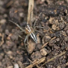 Oxyopes sp. (genus) at Higgins, ACT - 12 Sep 2021