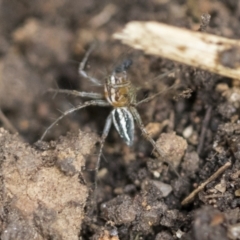 Oxyopes sp. (genus) at Higgins, ACT - 12 Sep 2021