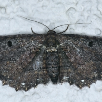 Eccymatoge fulvida (A geometer moth) at Ainslie, ACT - 16 Sep 2021 by jbromilow50