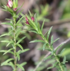 Rhytidosporum procumbens (White Marianth) at Acton, ACT - 17 Sep 2021 by Sarah2019