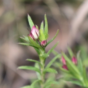 Rhytidosporum procumbens at Acton, ACT - 17 Sep 2021