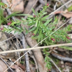 Rhytidosporum procumbens at Acton, ACT - 17 Sep 2021