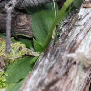 Pterostylis nutans at Point 5821 - suppressed