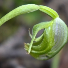 Pterostylis nutans at Point 5821 - suppressed