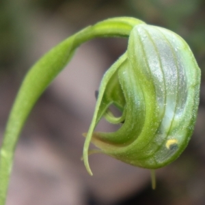 Pterostylis nutans at Point 5821 - suppressed