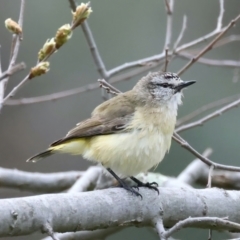 Acanthiza chrysorrhoa (Yellow-rumped Thornbill) at Mount Ainslie - 16 Sep 2021 by jb2602