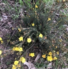 Hibbertia sp. (Guinea Flower) at Holt, ACT - 17 Sep 2021 by Dora