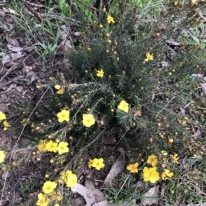 Hibbertia sp. at Holt, ACT - 17 Sep 2021