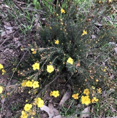 Hibbertia sp. (Guinea Flower) at Aranda Bushland - 17 Sep 2021 by Dora