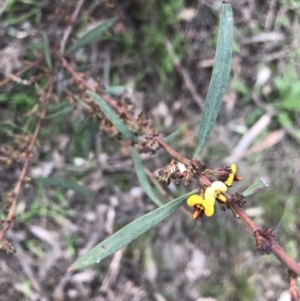 Hibbertia sp. at Holt, ACT - 17 Sep 2021