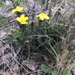 Hibbertia sp. at Holt, ACT - 17 Sep 2021 04:24 PM