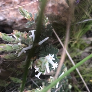 Brachyloma daphnoides at Holt, ACT - 17 Sep 2021