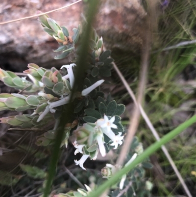 Brachyloma daphnoides (Daphne Heath) at Holt, ACT - 17 Sep 2021 by Dora