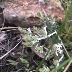 Brachyloma daphnoides at Holt, ACT - 17 Sep 2021