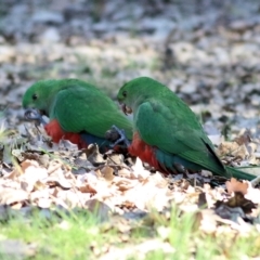 Alisterus scapularis (Australian King-Parrot) at Yackandandah, VIC - 14 Sep 2021 by KylieWaldon