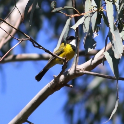 Pachycephala pectoralis (Golden Whistler) at Yackandandah, VIC - 14 Sep 2021 by Kyliegw