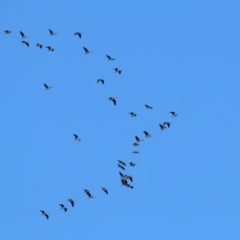 Threskiornis spinicollis (Straw-necked Ibis) at Yackandandah, VIC - 14 Sep 2021 by Kyliegw