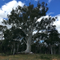 Eucalyptus rossii (Inland Scribbly Gum) at Majura, ACT - 16 Sep 2021 by jb2602