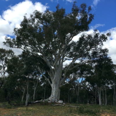 Eucalyptus rossii (Inland Scribbly Gum) at Mount Ainslie - 16 Sep 2021 by jb2602
