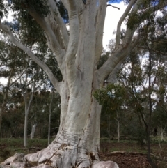 Eucalyptus rossii at Majura, ACT - 16 Sep 2021