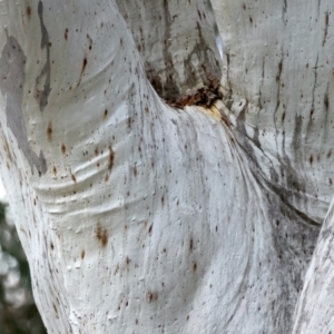 Eucalyptus rossii at Majura, ACT - 16 Sep 2021