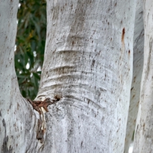 Eucalyptus rossii at Mount Ainslie - 16 Sep 2021 12:41 PM