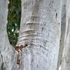 Eucalyptus rossii at Majura, ACT - 16 Sep 2021