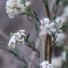 Leucopogon virgatus at Downer, ACT - 17 Sep 2021 04:18 PM