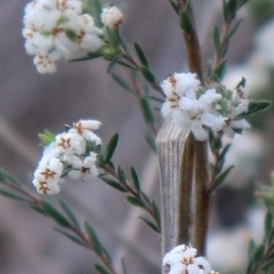 Leucopogon virgatus at Downer, ACT - 17 Sep 2021 04:18 PM