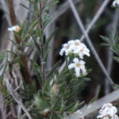 Leucopogon virgatus at Downer, ACT - 17 Sep 2021 04:18 PM