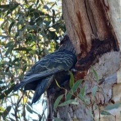 Callocephalon fimbriatum at Aranda, ACT - 17 Sep 2021