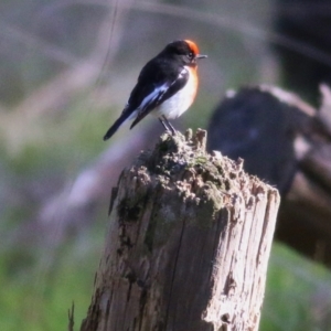 Petroica goodenovii at Balldale, NSW - 27 Jun 2017